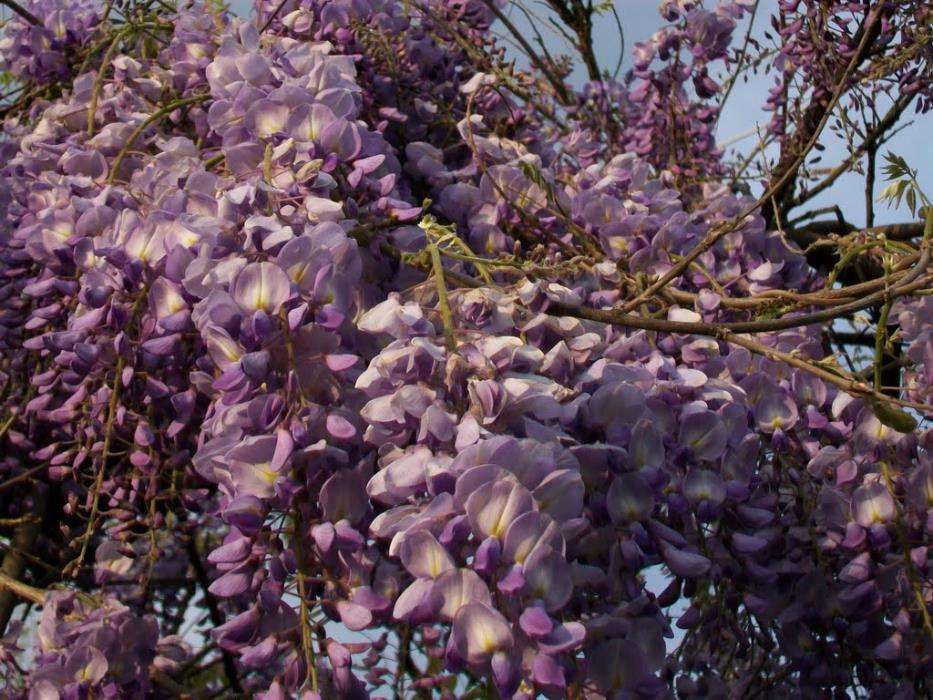 Glicina -Wisteria
