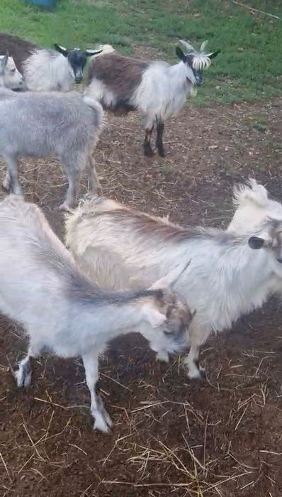 Animale de vânzare iezi de capră pentru tăiat foarte grași și buni la rotisor.