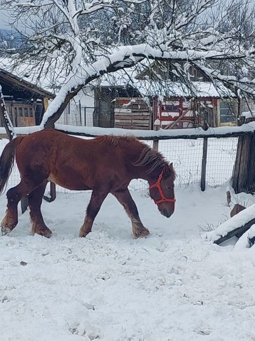 Cai tineri de vânzare