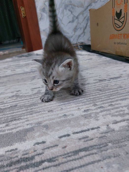 Домашние котята.