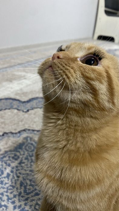 Zor mushu silaga yoqib qoladi skottish fold rassayam oynoqi og’il bola