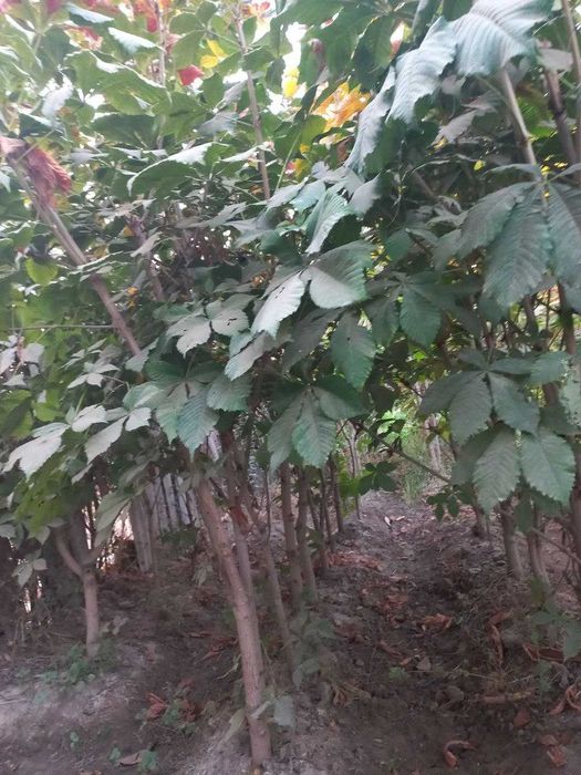 Каштан кучатлари