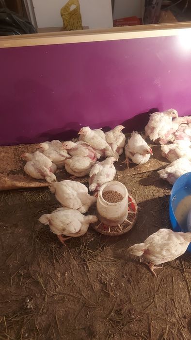 Продам бролерав 1.25 кг