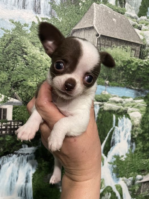 Чихуахуа щенки