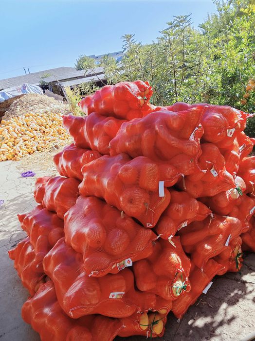 Продам тыквы срочно