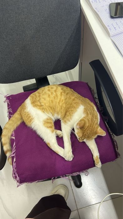 Отдам бесплатно кота  в добрые руки
