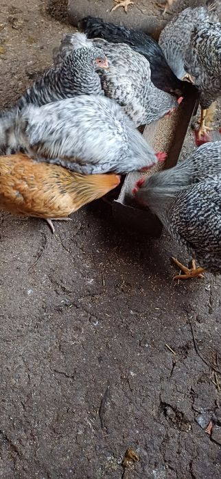Продам курочек молоденьких , домашних