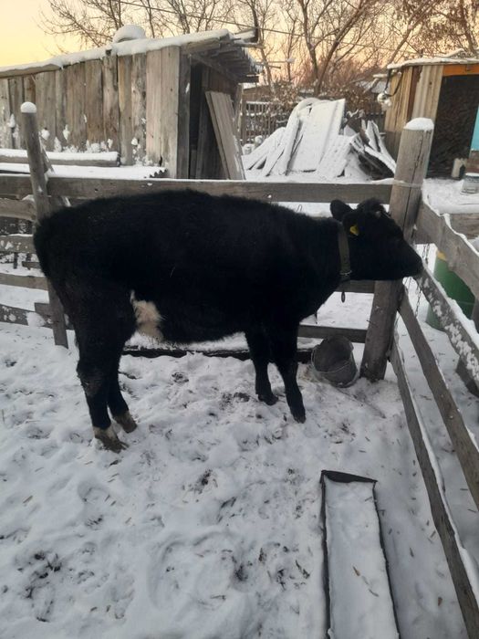 Продам телку 10 мес. 300 тыс.
