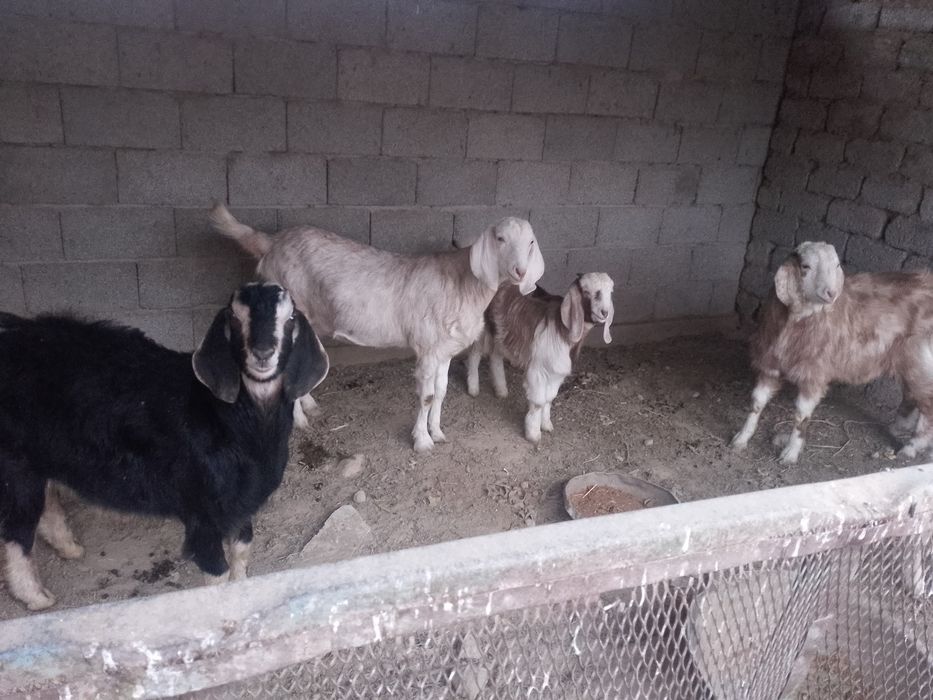 Ечкилар сотилади пародали 2 милеондан бошланиб 4,5милеонгача