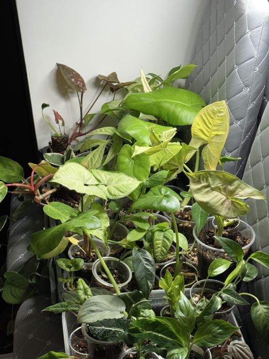 Комнатные растения