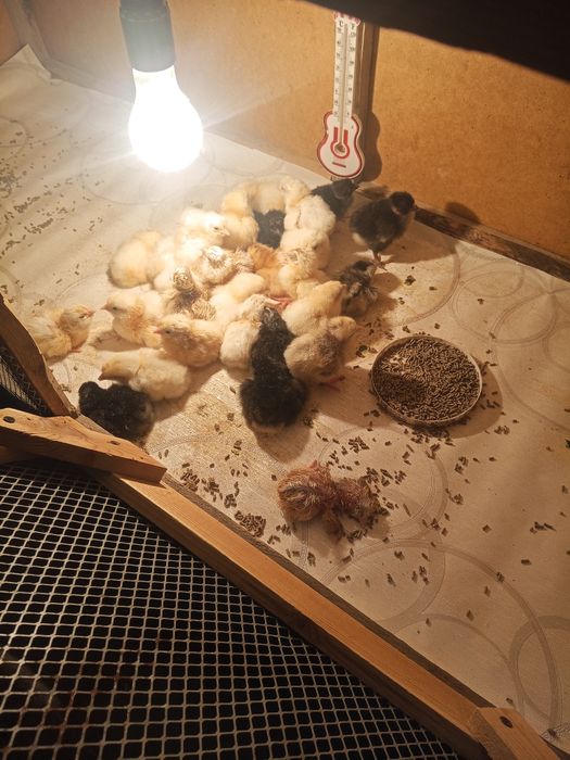 Суточные куринные цыплята