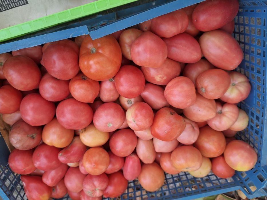 Продам дачные помидоры