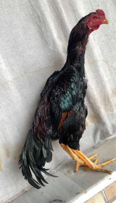 Yapon shamo Bardovi Iyun 4 ga chiqan juja