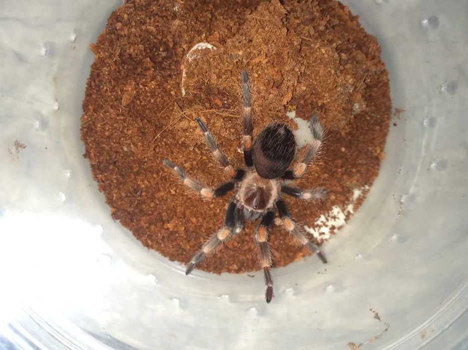 Tarantula - Тарантyла