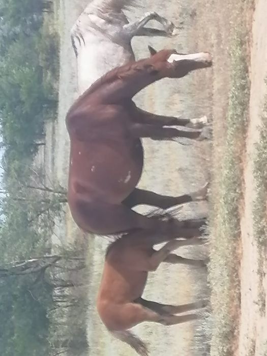 Продам кобылу с жеребенком