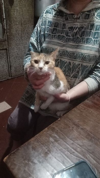 Отдам кошку в добрые руки