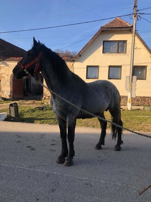 Armăsar de vânzare