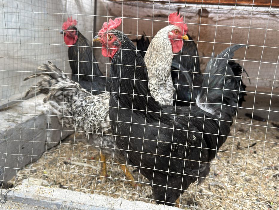 Joja xorozlar sotiladi