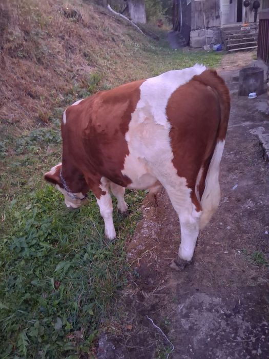 Vand tauri, detalii la numarul de telefon