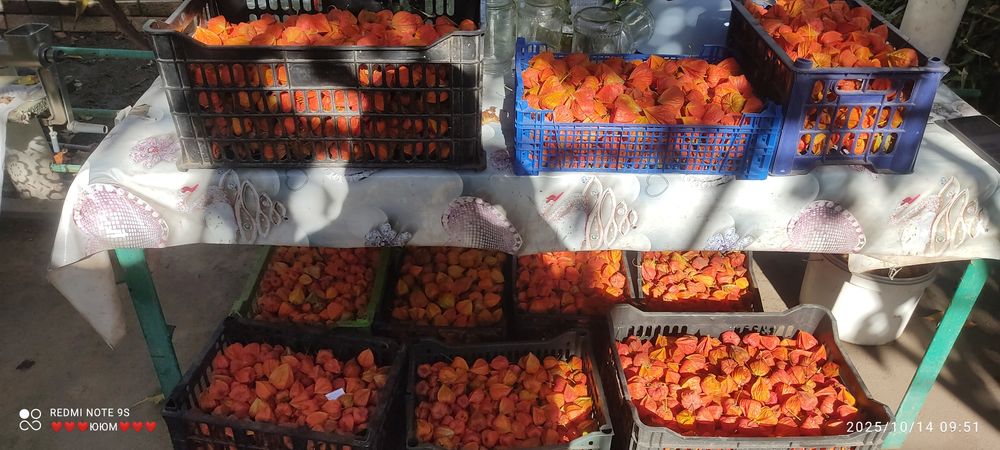 Клюква ( Физалис )