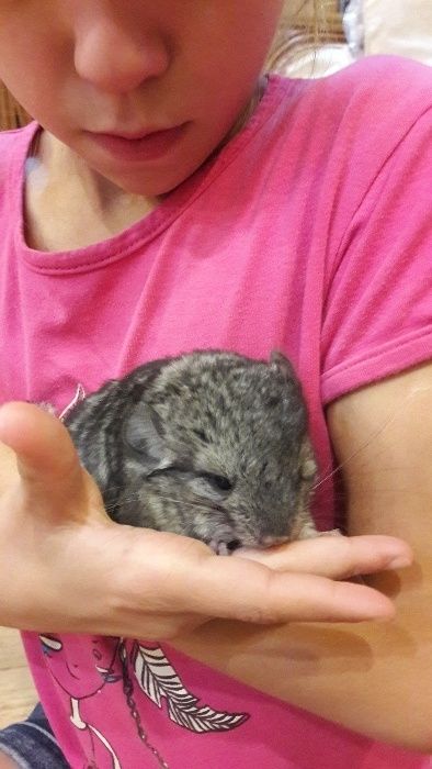 Шиншилла любимый питомец