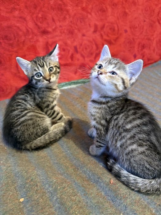 Котята милашки ищут дом