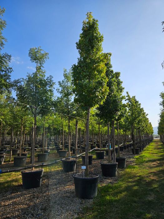 Copacii foiosi tei mestecan platan frasin toate dimensiunile