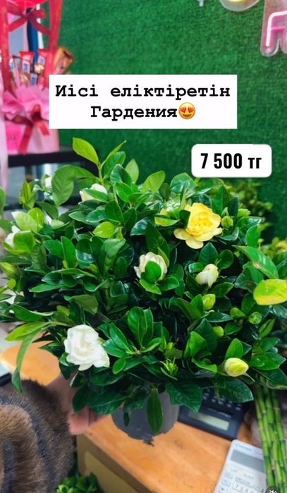Комнатные растения цветы