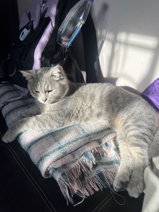 Пропал кот. Медеуский район