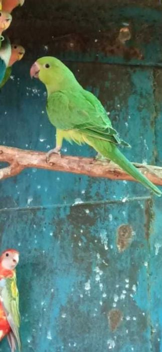 Ожереловый попугай