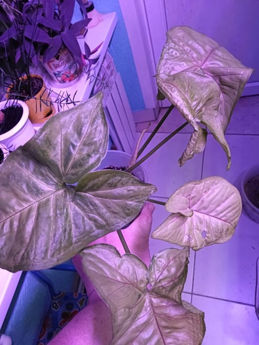 Цветы от 800 т.укоренненые