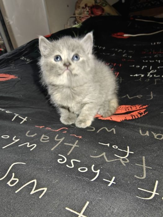 Очаровательный котенок