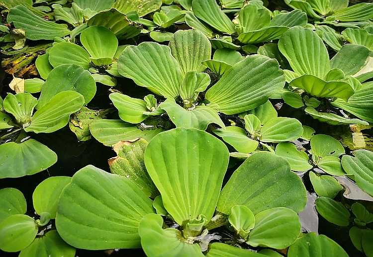 vand set de 15 zambile de apa sau salate de de apa - Pistia