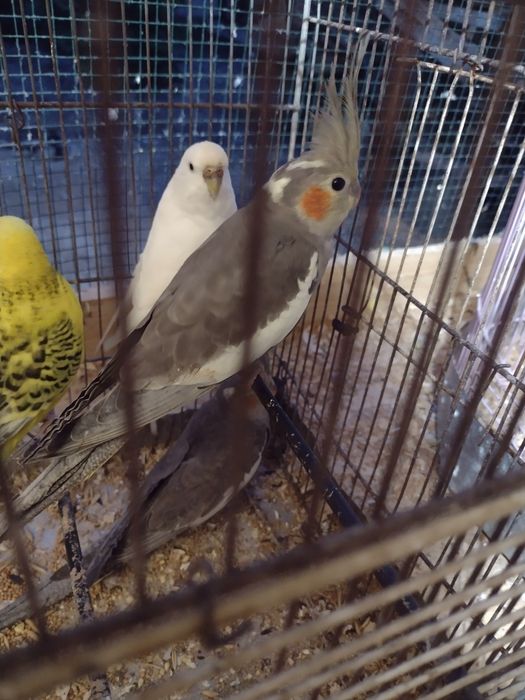 Ninfe pui de vânzare detalii in privat