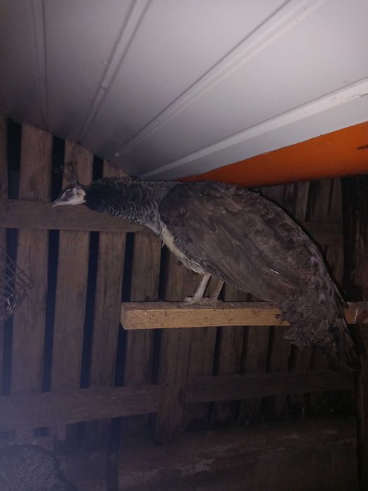 Продавам женски паун