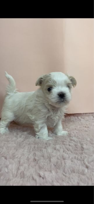 Щенки мальтезе