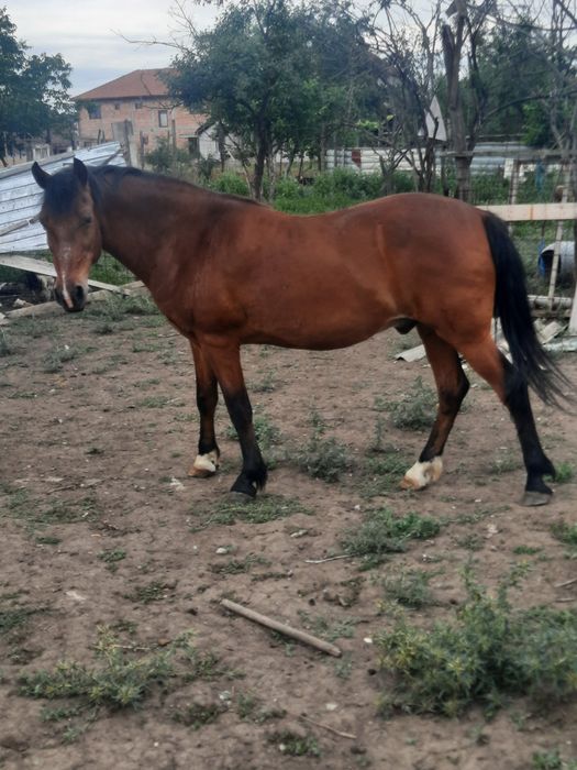 Cal de vânzare e foarte bun 50 de milioane