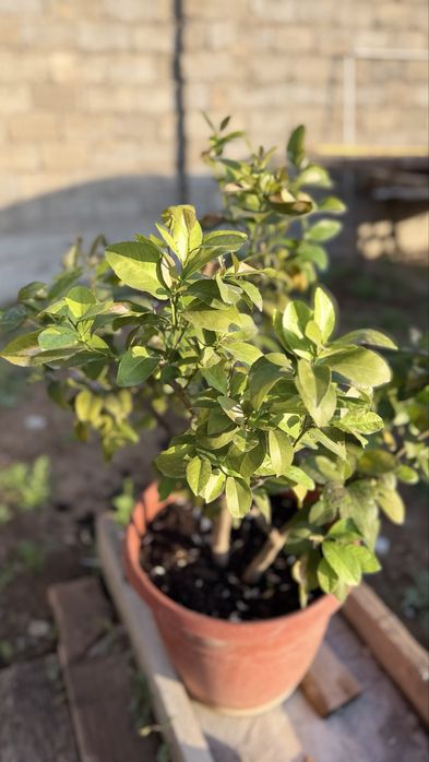Саженцы лимона сорта Мейер
