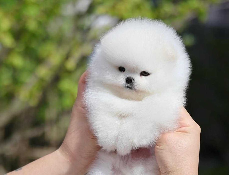 Pomeranian cu pedigree FCI Tip A - Talie Mică / Microcip