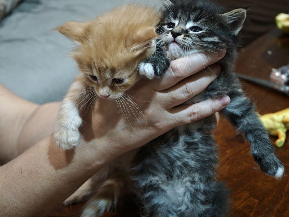 Котята бесплатно