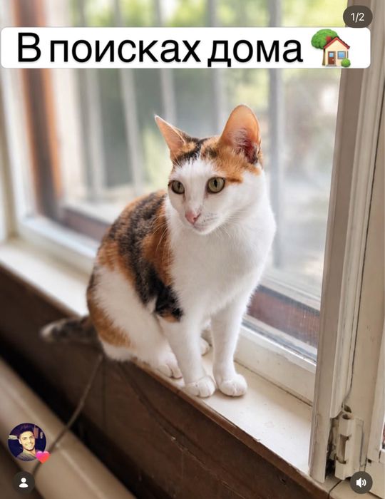 Кошечка ищет дом