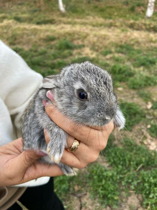 Домашний куёв болалари