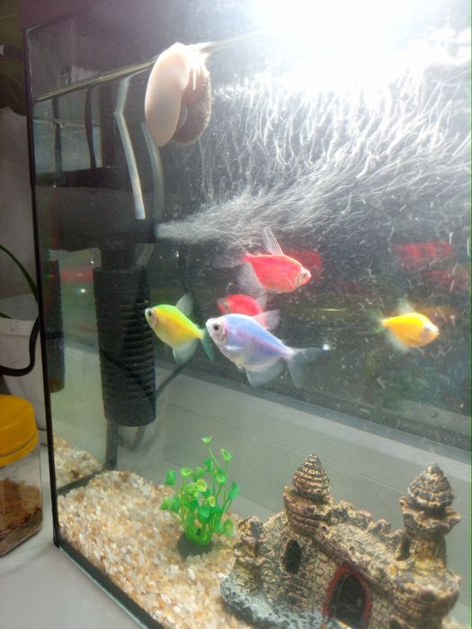 Аквариум с рыбками