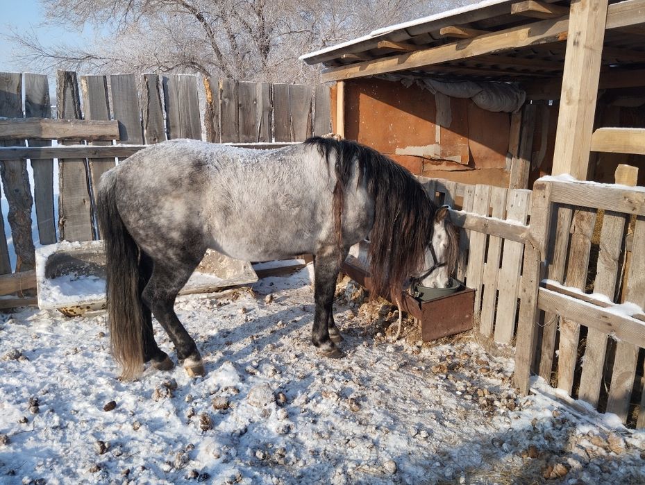 Продам жеребца 730000