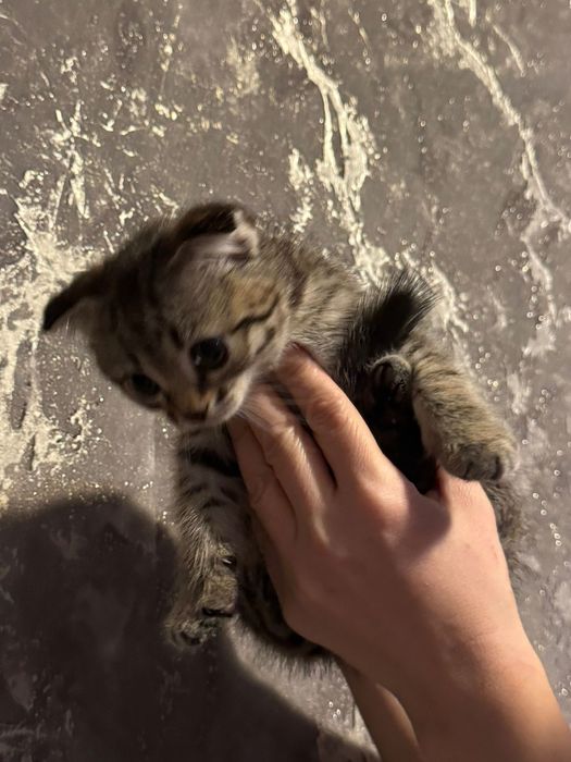 Котята скотиш фолд