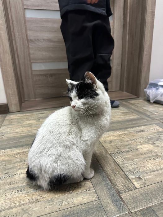 Котенок в добрые руки