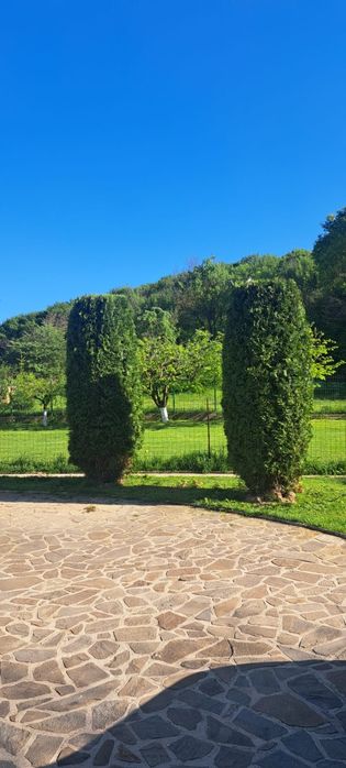 Toaletare gard viu/tuia