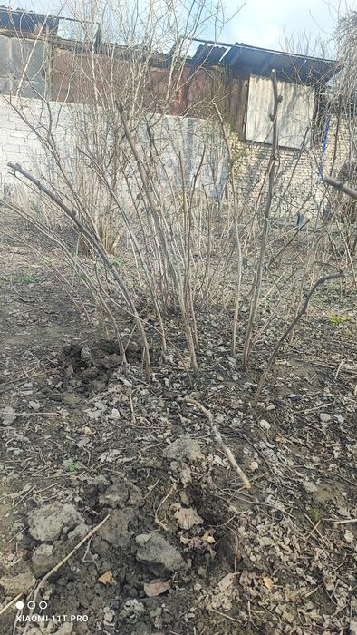 Малина кучатлари/ Саженцы малины