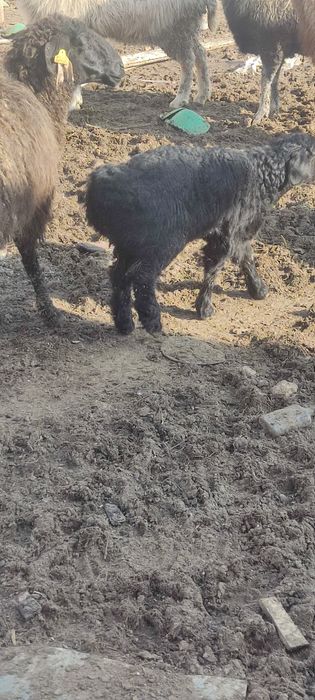 Козы сатилади 55 000