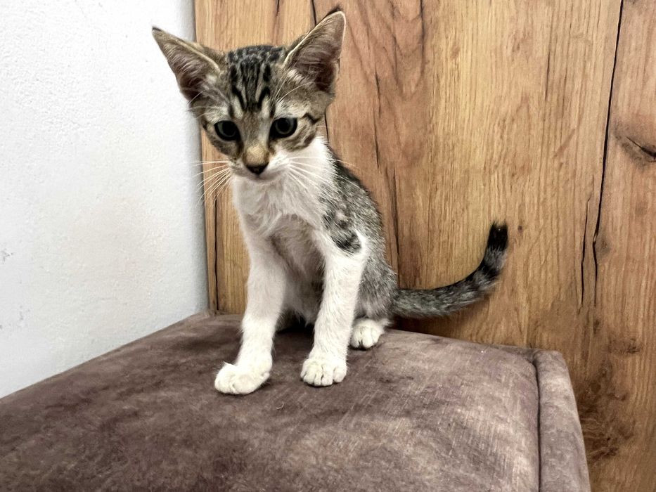 Adoptie: pisoi motanei de 3.5 luni, foarte iubitori, obisnuiti la litiera